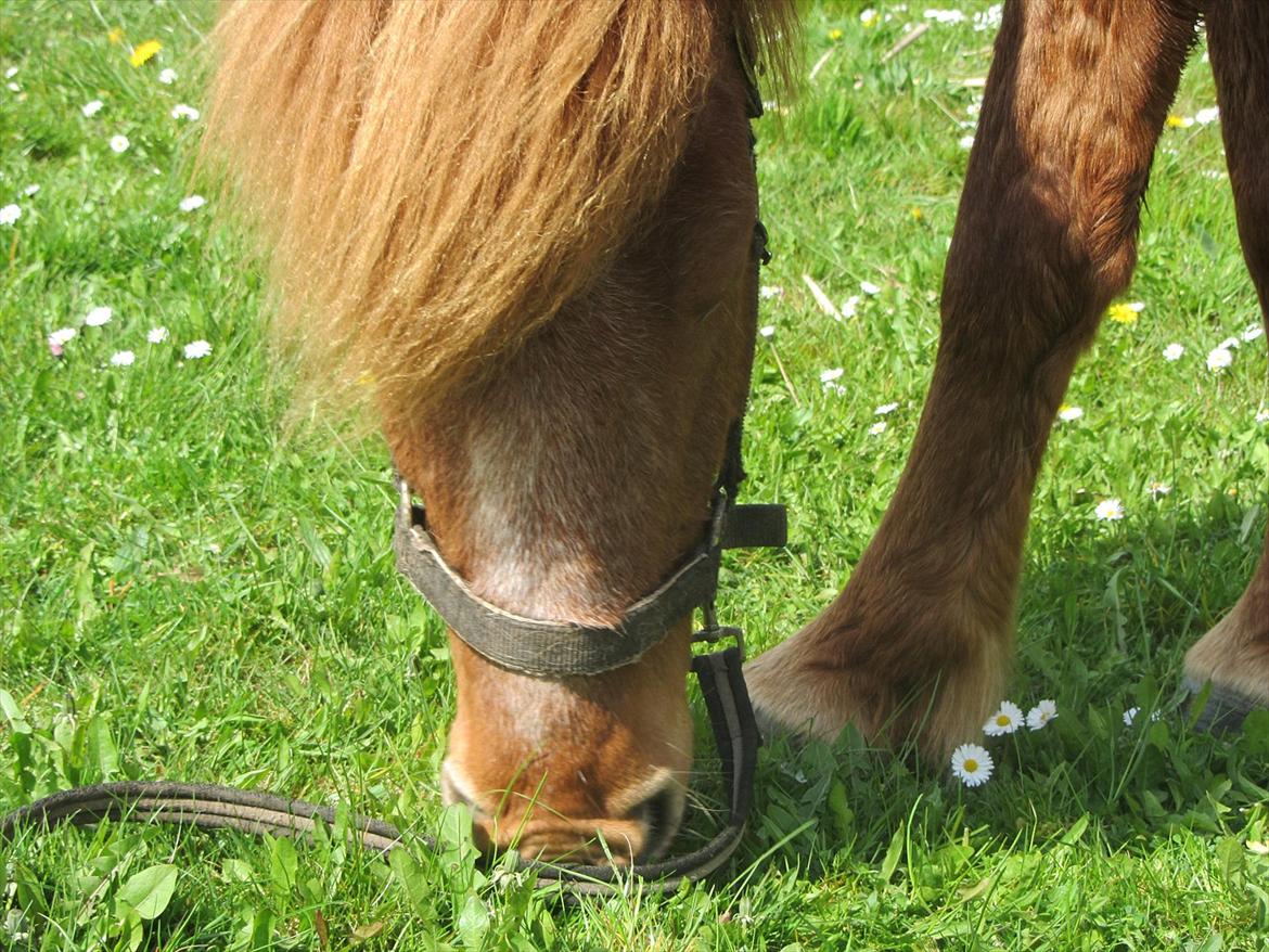 Islænder Tjalfe billede 7