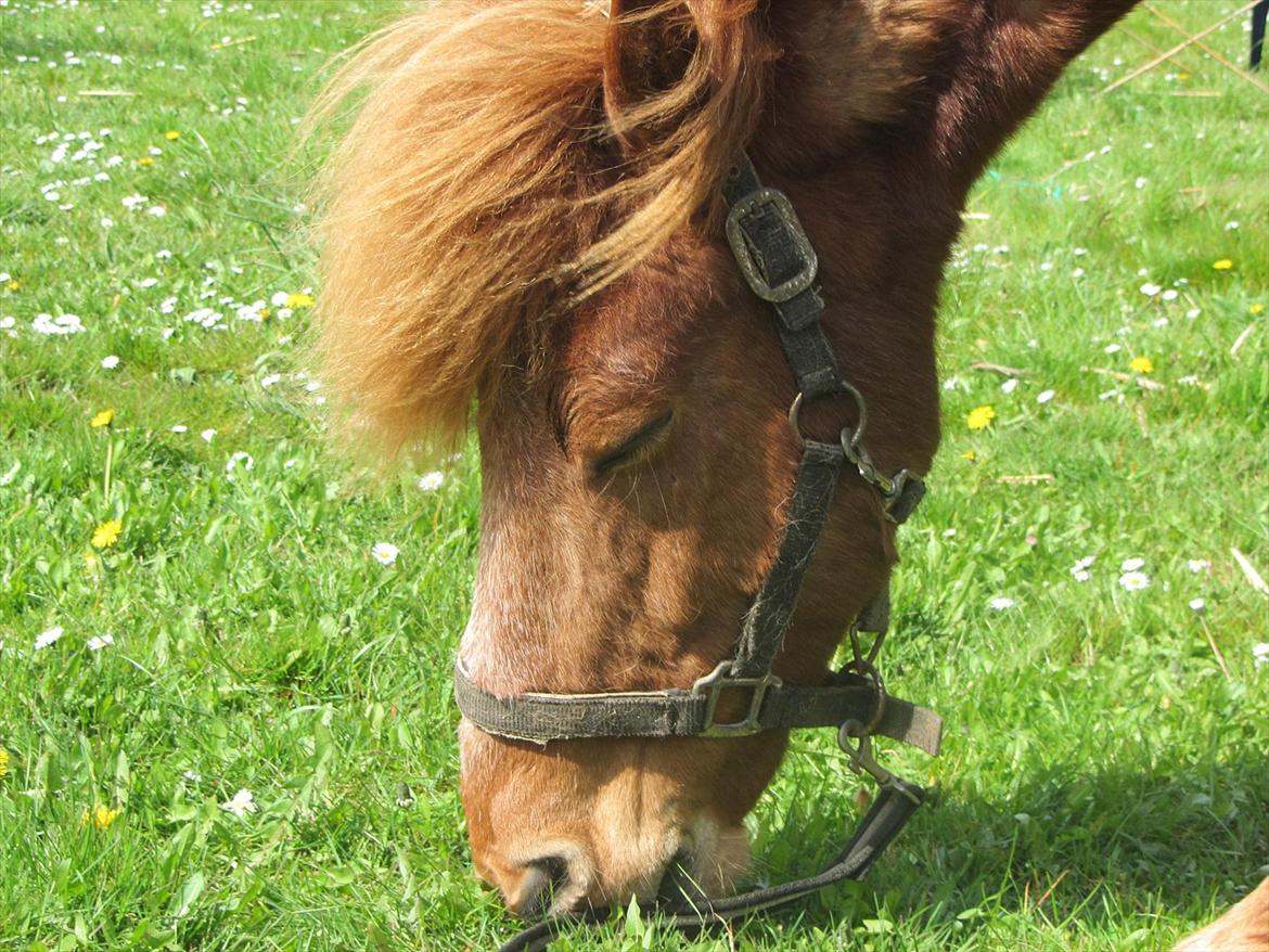 Islænder Tjalfe billede 8