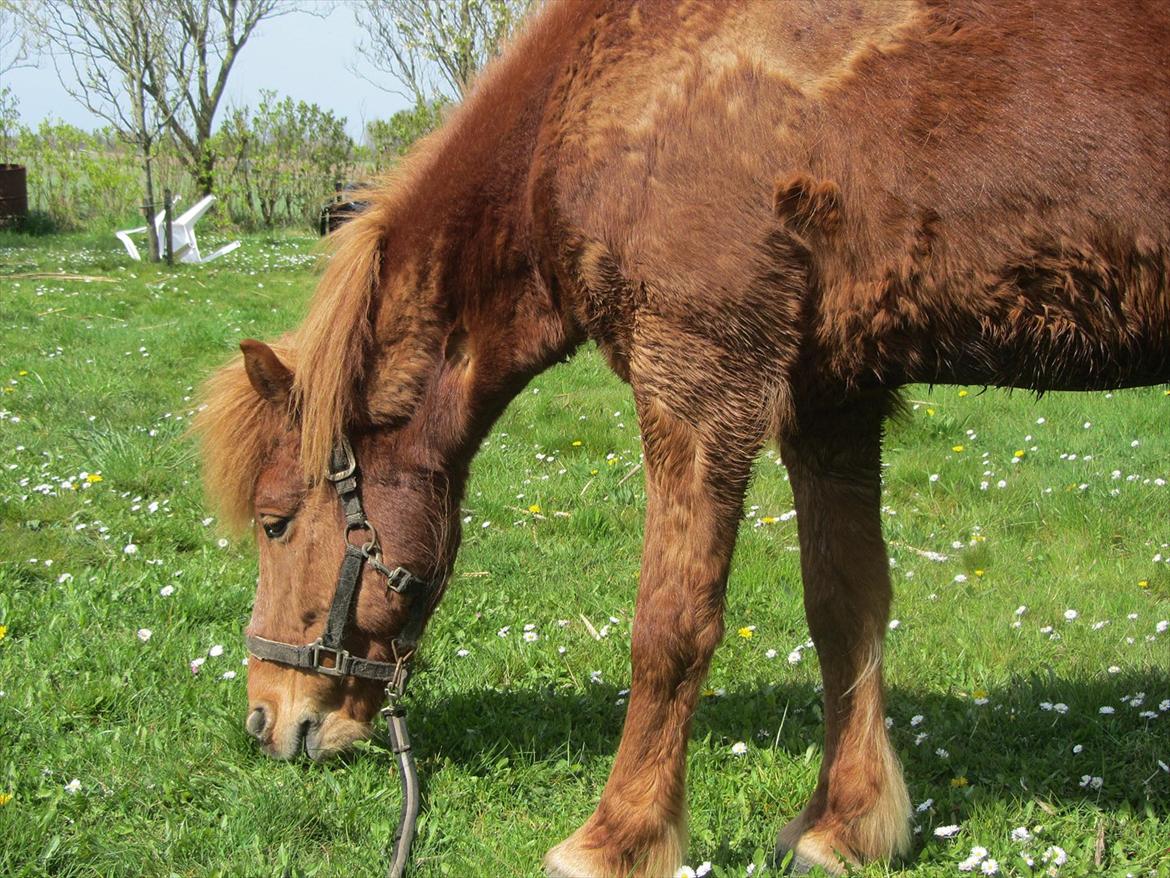 Islænder Tjalfe billede 9