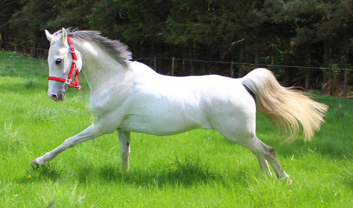 Anden særlig race Egelys Prins Abdullah  - Min dejlige pony Abu. Taget d. 6 april <3  billede 1