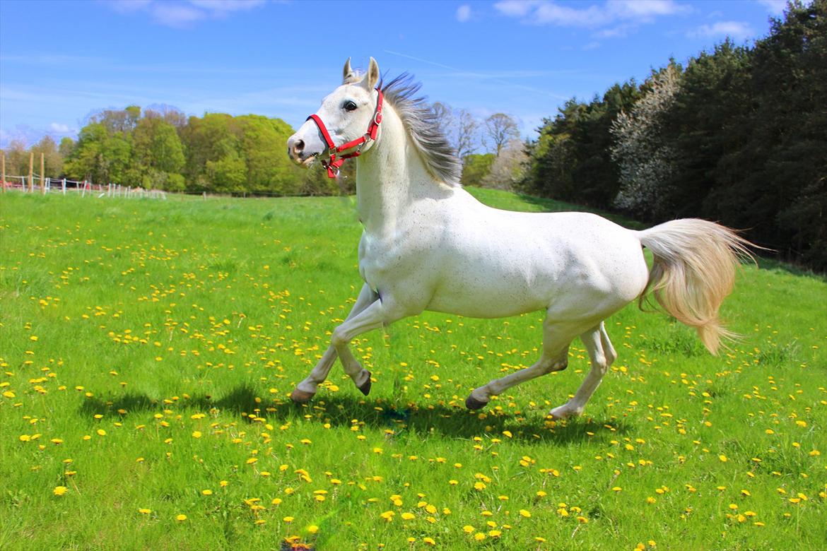 Anden særlig race Egelys Prins Abdullah  - Min dejlige pony Abu. Taget d. 6 april <3  billede 6