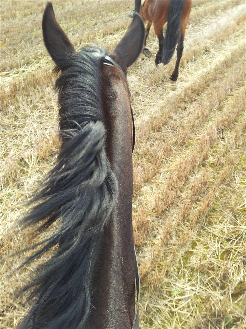 Oldenborg Verona Uhregaard - På vores sådan rigtige tur sammen. billede 16