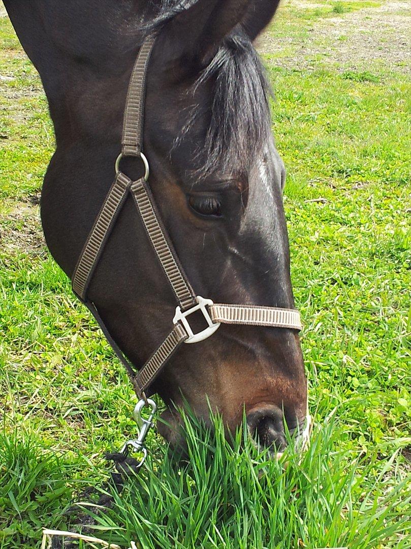 Oldenborg Verona Uhregaard billede 17