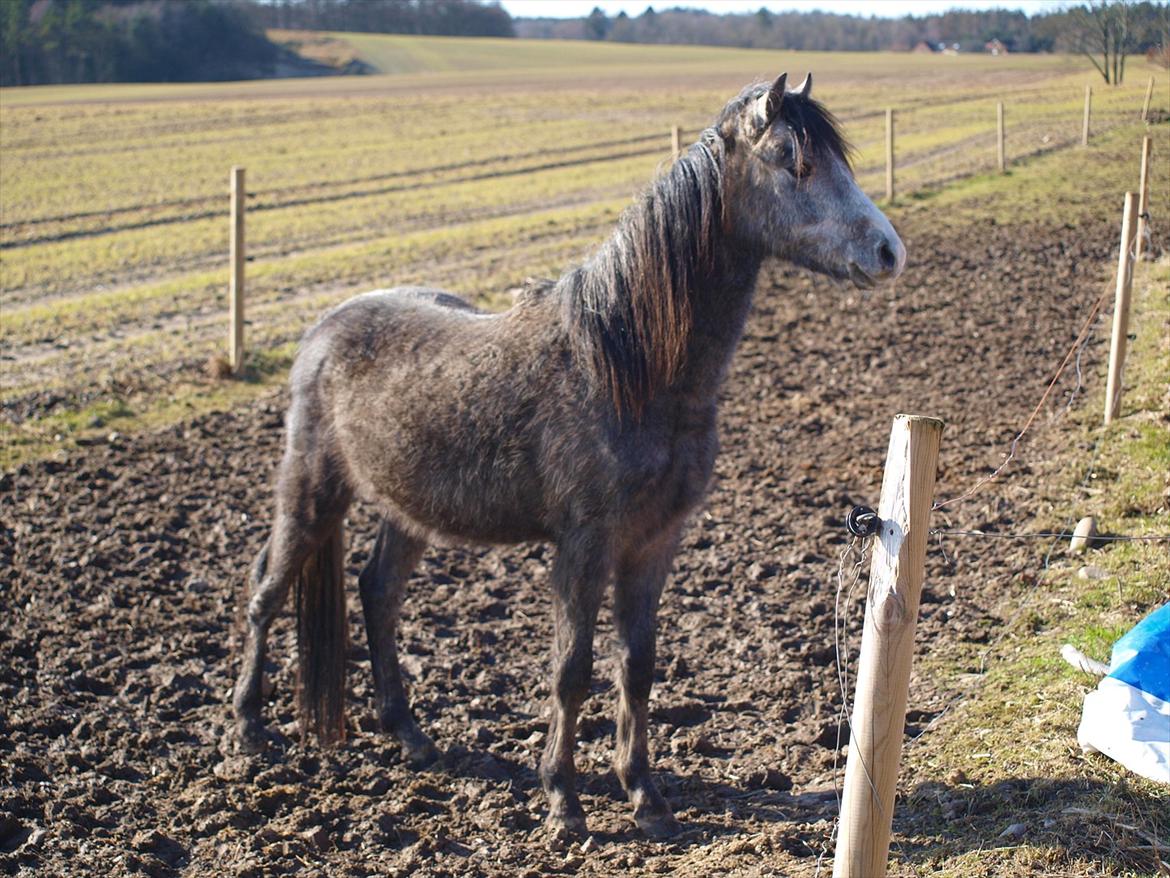 Welsh Pony (sec B) Mirain Simba billede 9