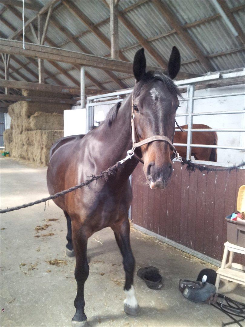 Oldenborg Verona Uhregaard billede 18