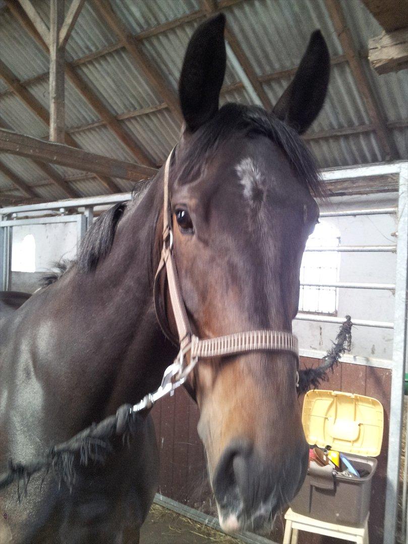 Oldenborg Verona Uhregaard billede 19