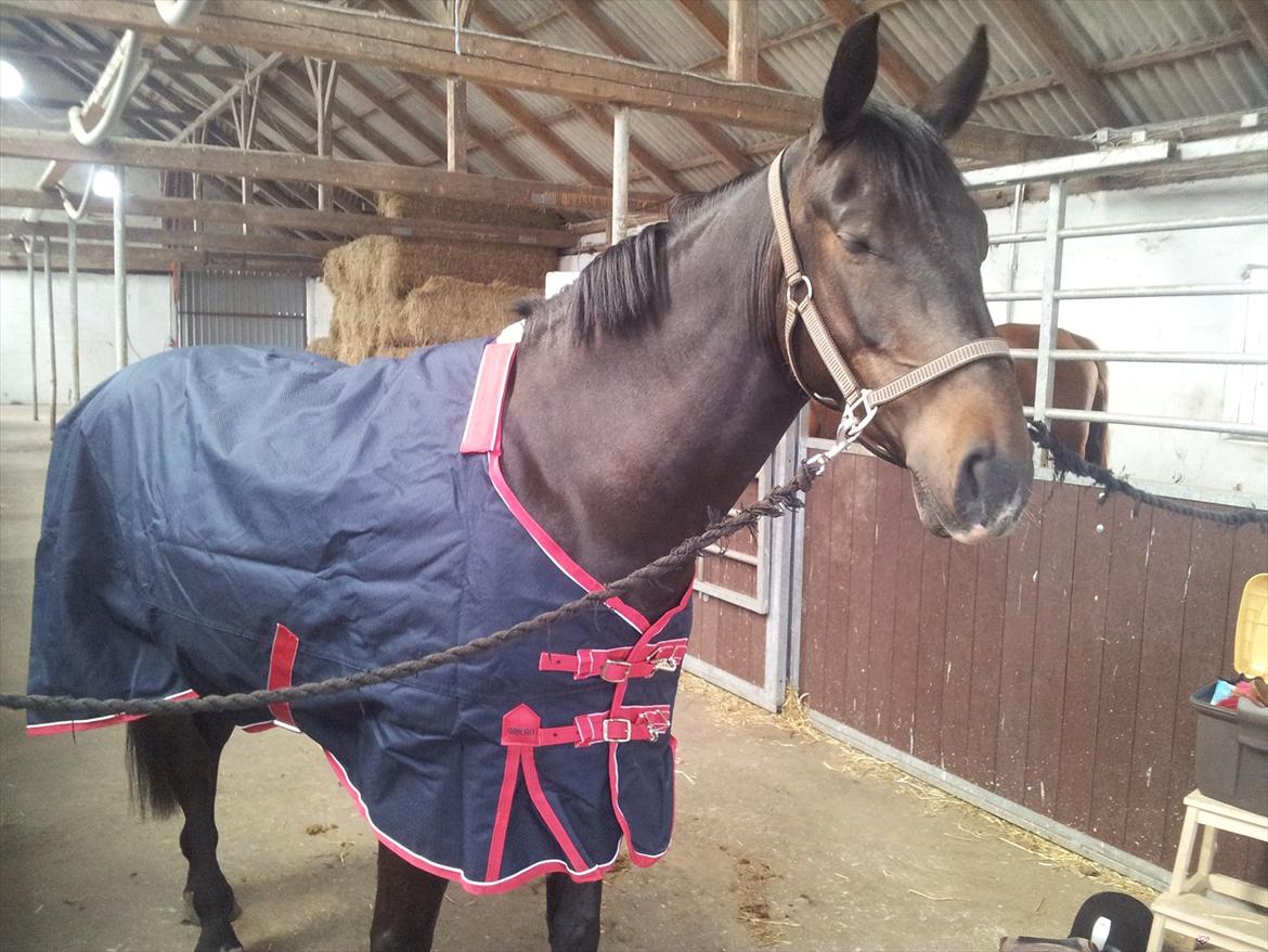 Oldenborg Verona Uhregaard - Så har vi fået nyt regndækken :-) billede 20