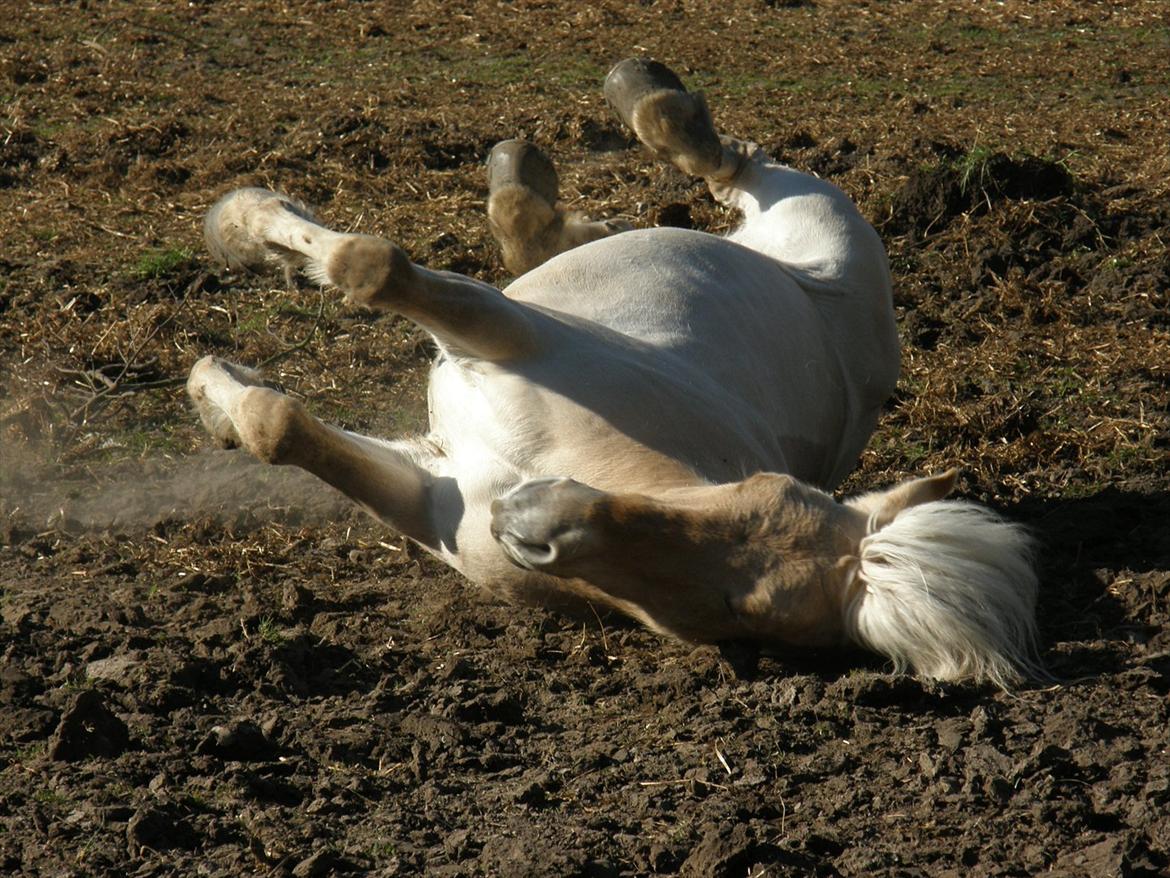 Fjordhest Stald Kiels Ild - En glad pony uden dækken! :-D billede 3