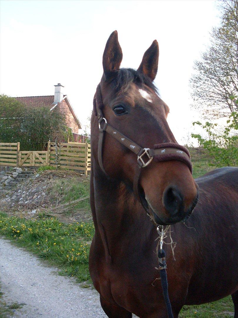 Oldenborg Ulrikke af hvarre  billede 2