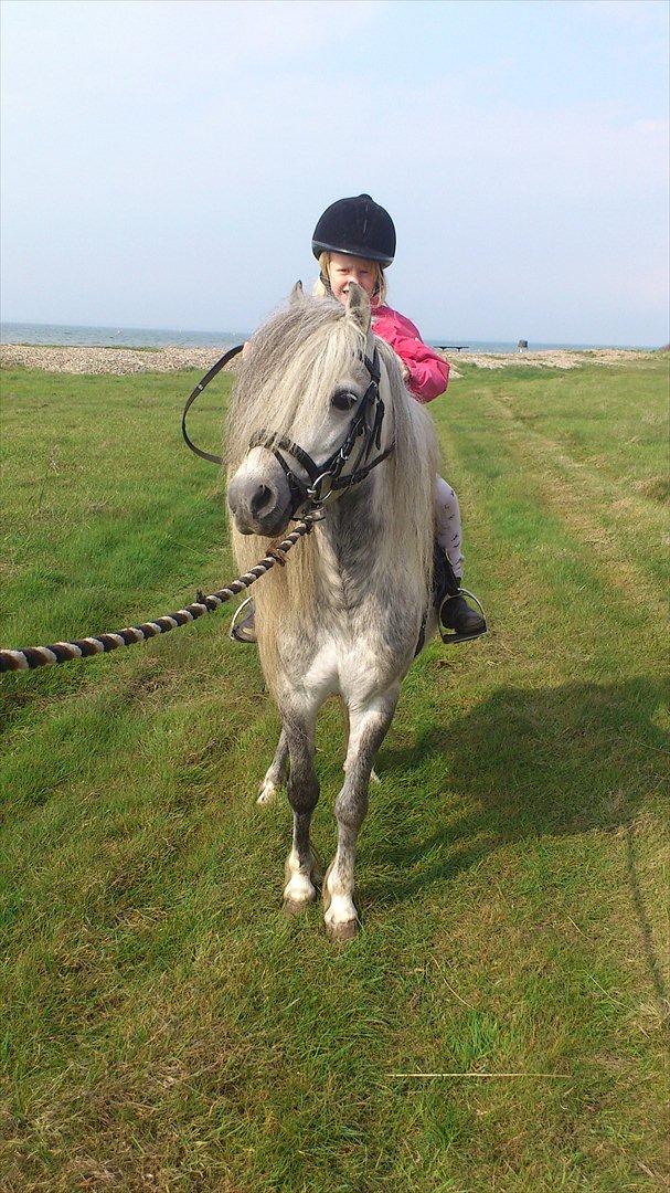 Welsh Mountain (sec A) Prins Valentin (Lille Gut) - Valentin og Kira på tur ved stranden... billede 18