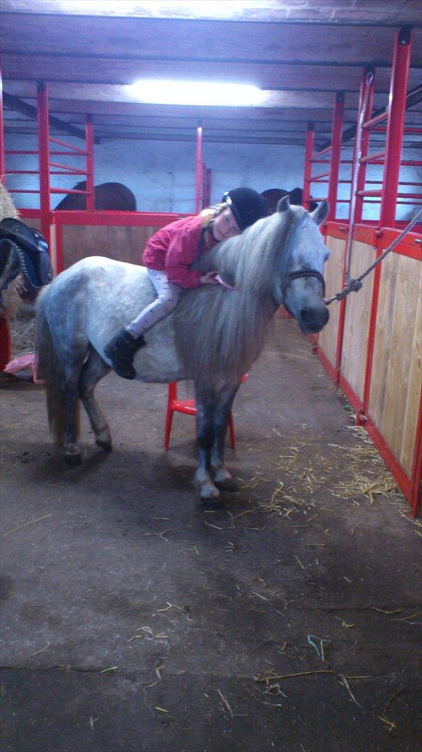 Welsh Mountain (sec A) Prins Valentin (Lille Gut) - Staldhygge!!! billede 19