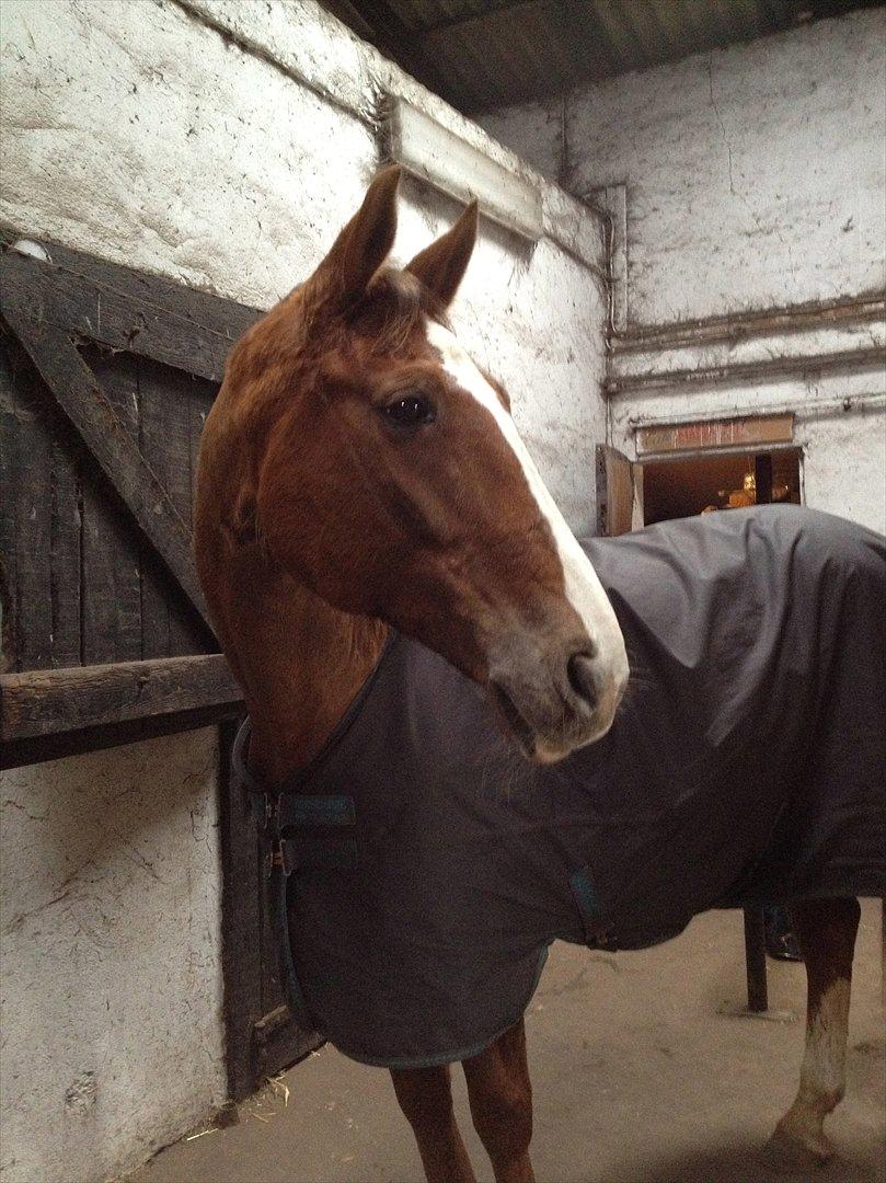 Trakehner Holmegårdens Sultana billede 12