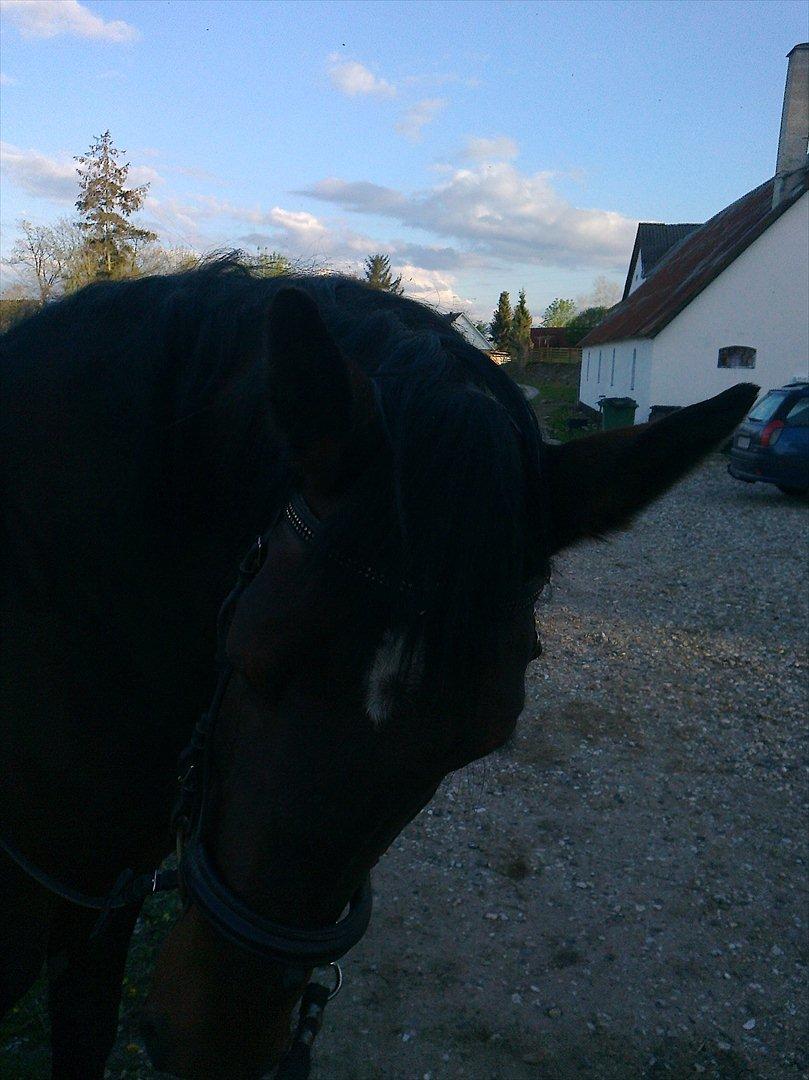 Oldenborg Ulrikke af hvarre  billede 8