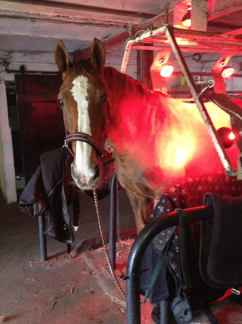 Trakehner Holmegårdens Sultana billede 13