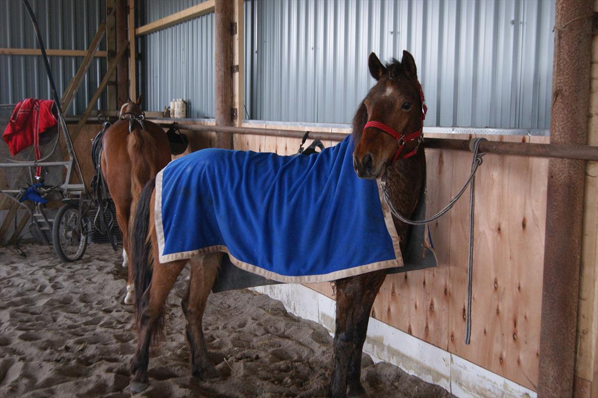 Gotlandsruss Gabriel Gross - jeg elsker dig mere end ord kan beskrive! billede 6