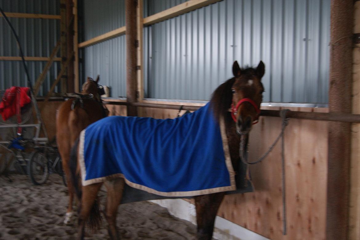 Gotlandsruss Gabriel Gross billede 7