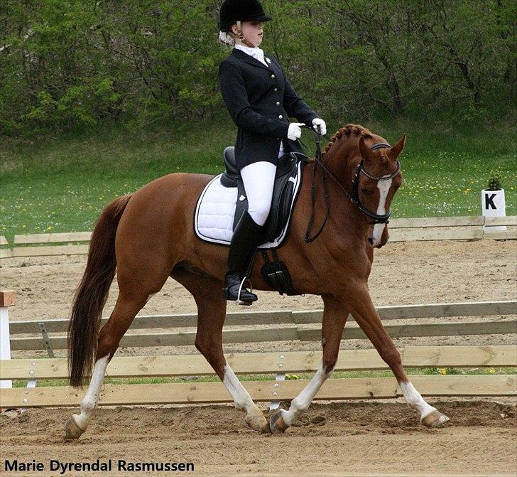 Tysk Sportspony Gee Gee 2 B-pony - værdsade i Gee og min første Prt <3  billede 10