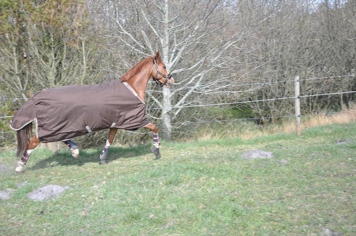 Tysk Sportspony Gee Gee 2 B-pony - Gee Gee øver sig på folden :))  billede 11
