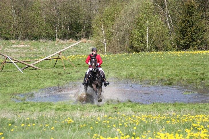 Belgisk varmblod Cartusch van de werf billede 8