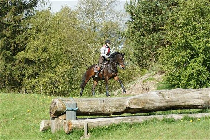 Hannoveraner Livingstone I billede 9