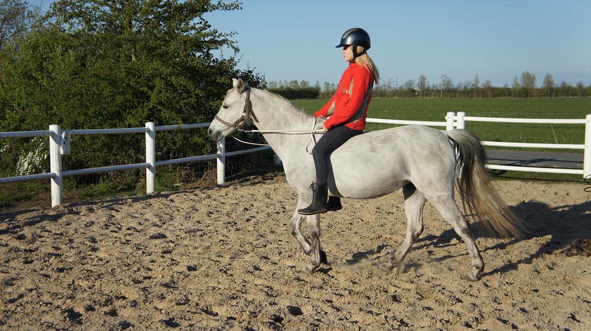 Anden særlig race Jasmin*Solgt )':* <3 - Første ridetur på min engel, efter jeg har haft skinne på! billede 12