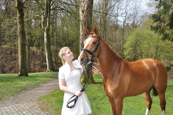 Tysk Sportspony Gee Gee 2 B-pony - det her billed betyder mere end 1000 ord <3 billede 13