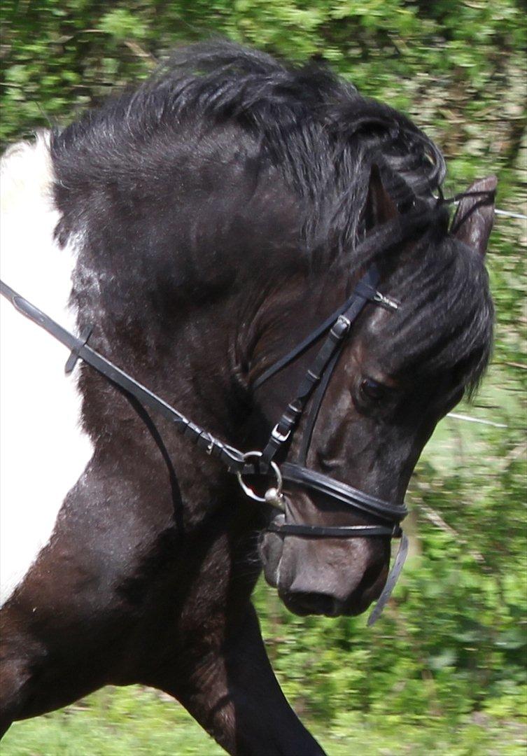 Anden særlig race Spike billede 1