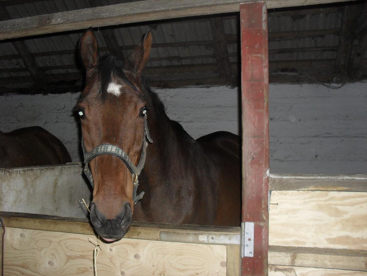 Dansk Varmblod Chafa R.I.P. <3 - 25-4-2012
Så smuk hun er blevet billede 15