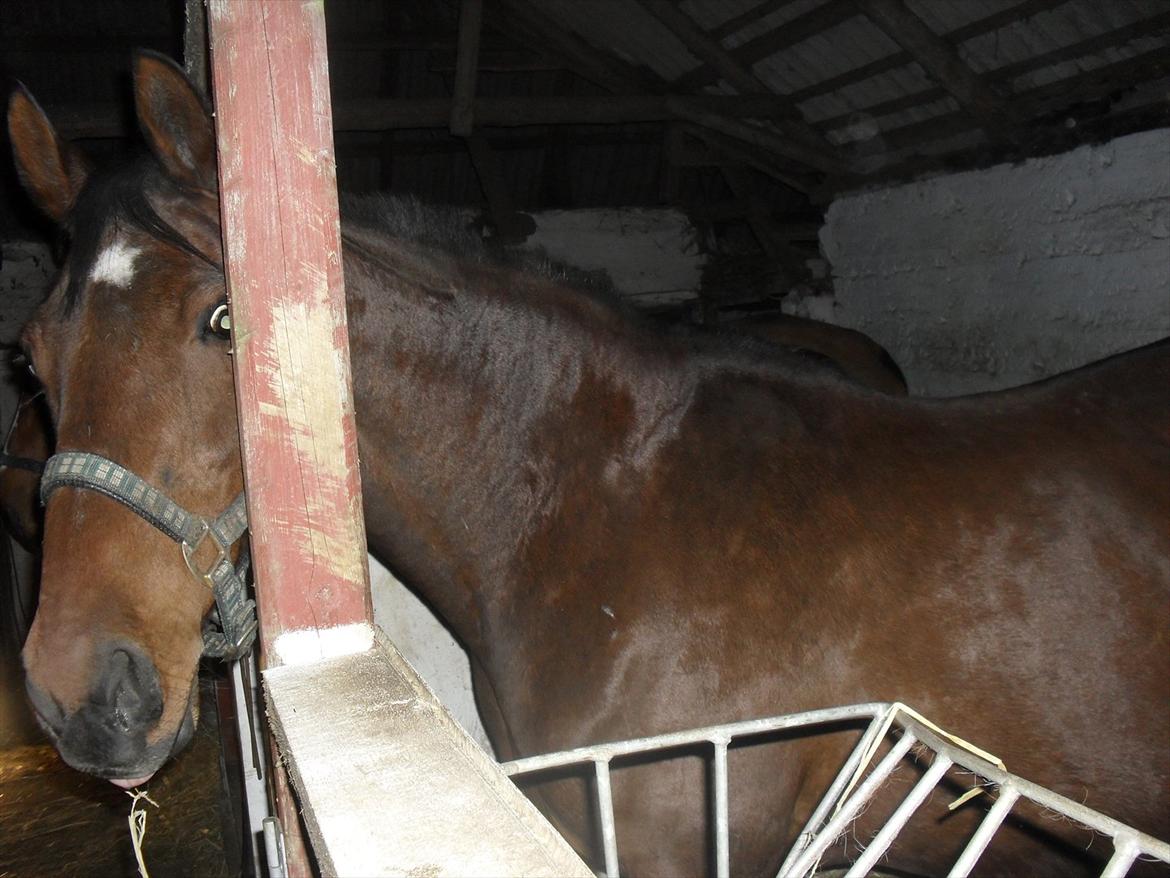 Dansk Varmblod Chafa R.I.P. <3 - 25-4-2012
titte bøh billede 16