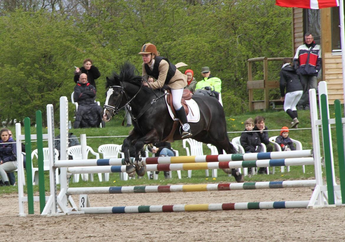 New Forest Adam af wrångebäck - Vestegnens Rideklub billede 2