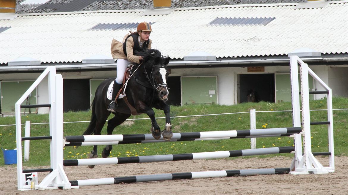 New Forest Adam af wrångebäck - Vestegnens Rideklub billede 17