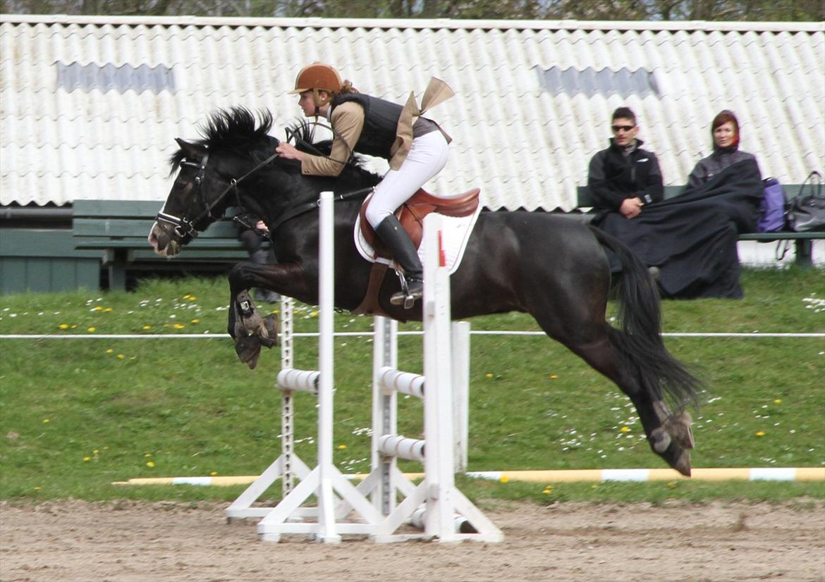 New Forest Adam af wrångebäck - Vestegnens Rideklub billede 18