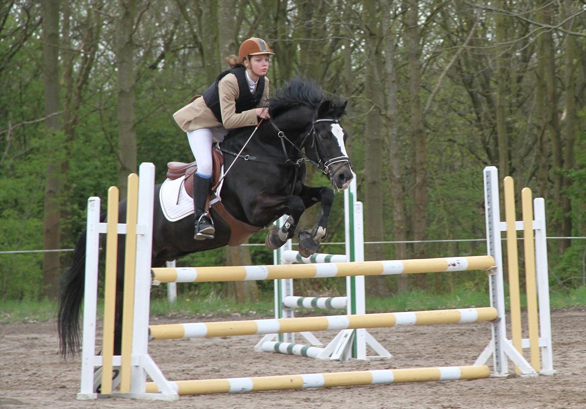 New Forest Adam af wrångebäck - Vestegnens Rideklub billede 19