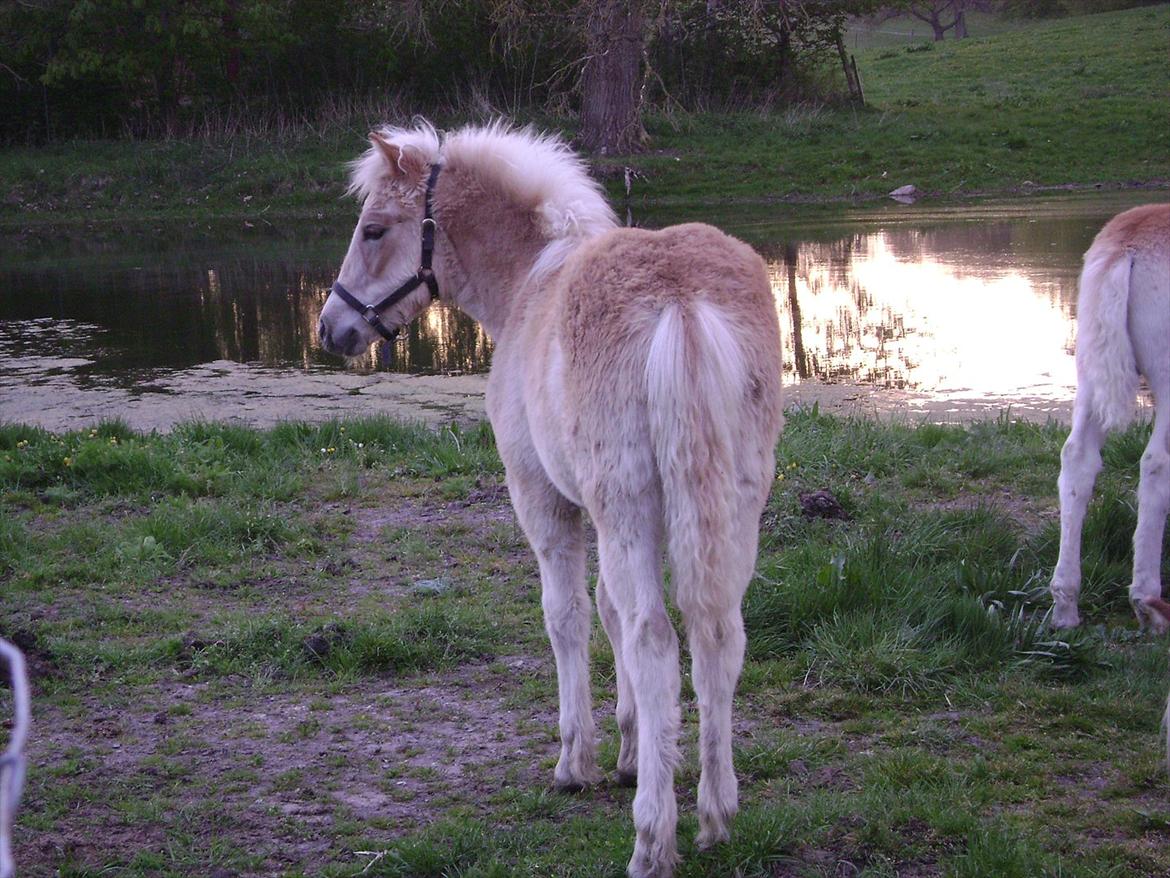 Haflinger alf lindegaard - taget den 7 maj  billede 6