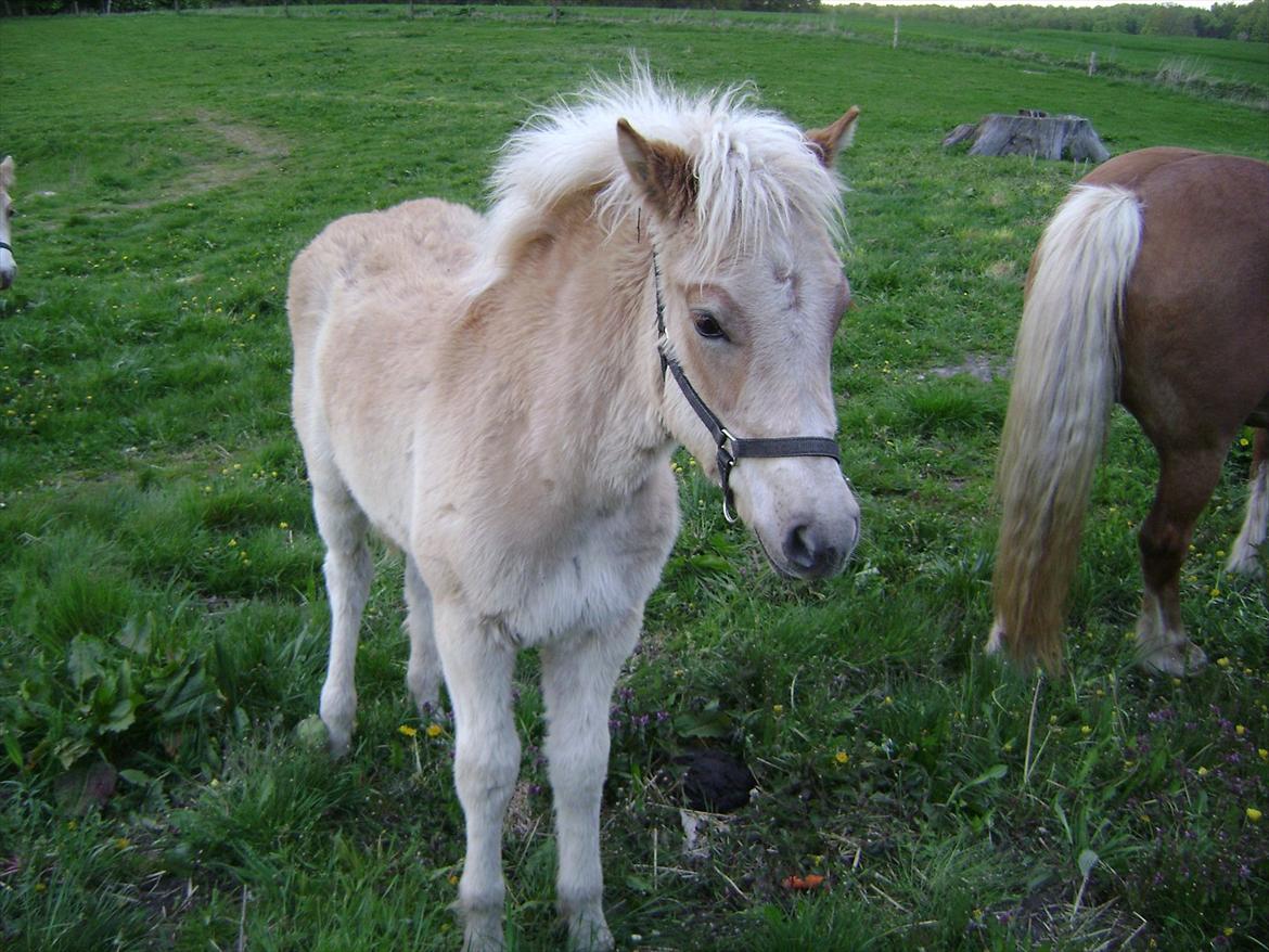 Haflinger alf lindegaard billede 7
