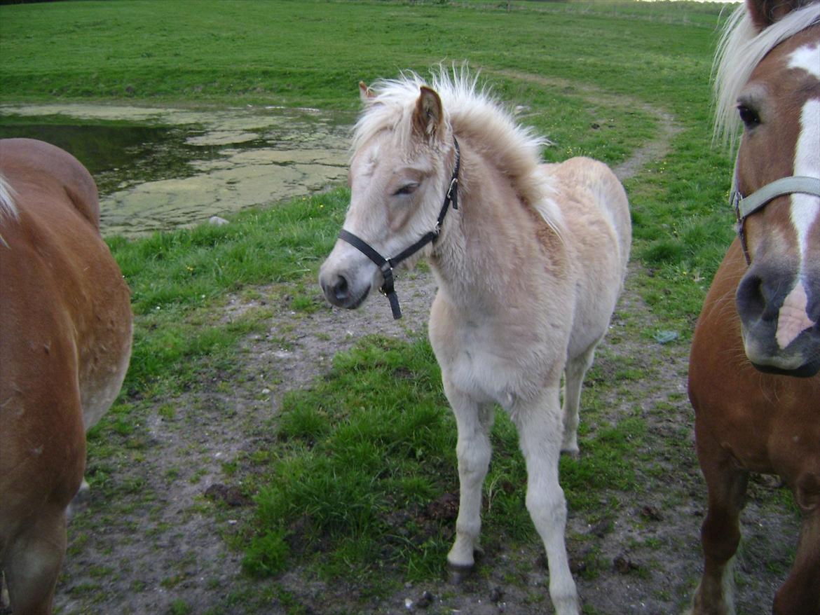 Haflinger alf lindegaard billede 8
