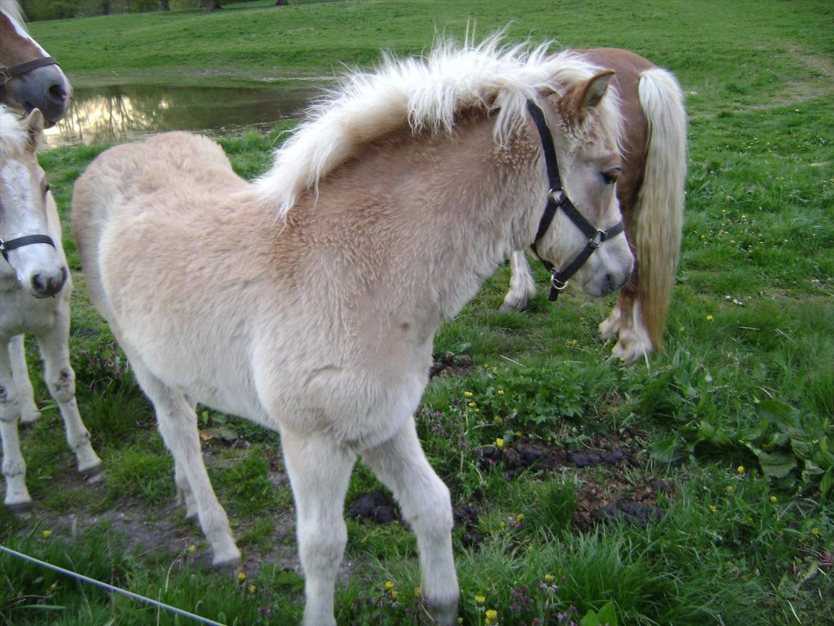 Haflinger alf lindegaard billede 9