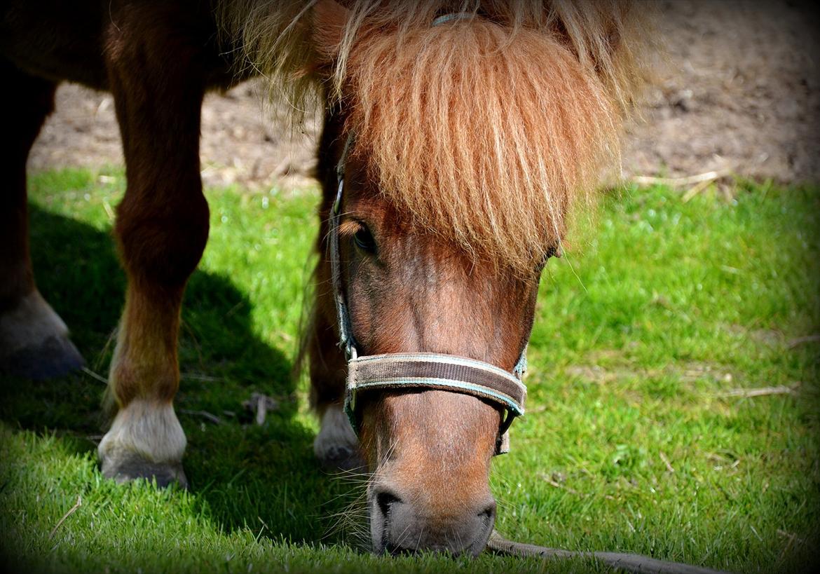 Shetlænder Tøttrups Lippa - A goodbye is only painfull if you know youre never going to say hello again. <3 billede 4