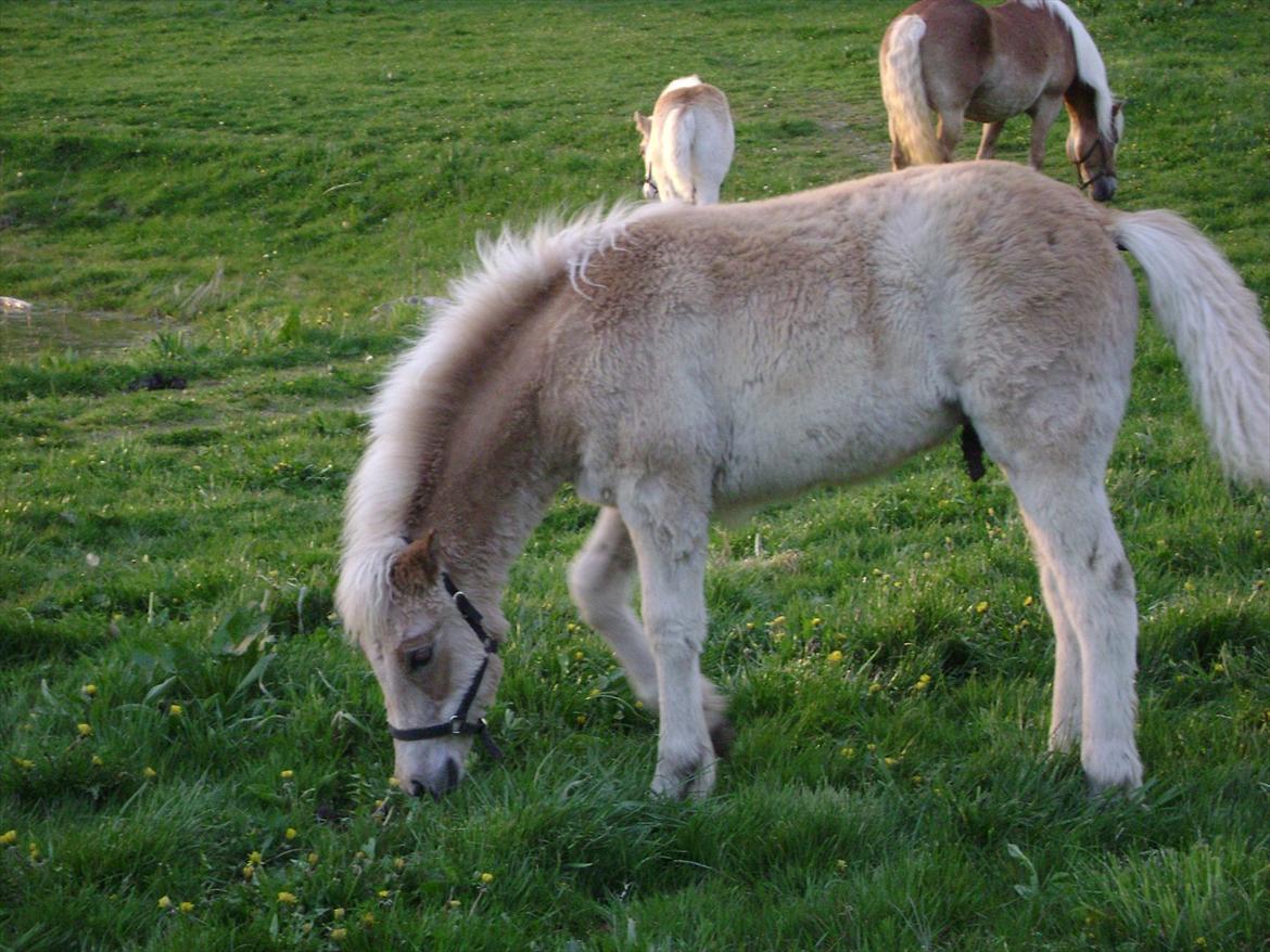 Haflinger alf lindegaard billede 10