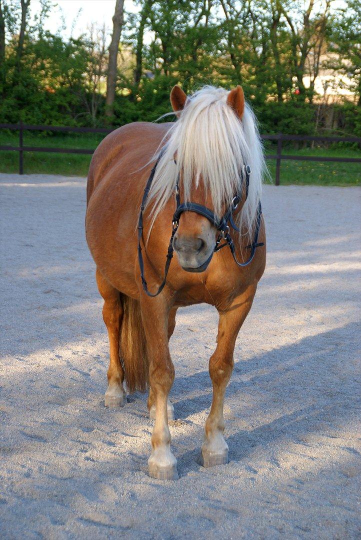 Haflinger Birch's Currin - smukke currin. 10. måneder henne. 2012 <3 billede 16