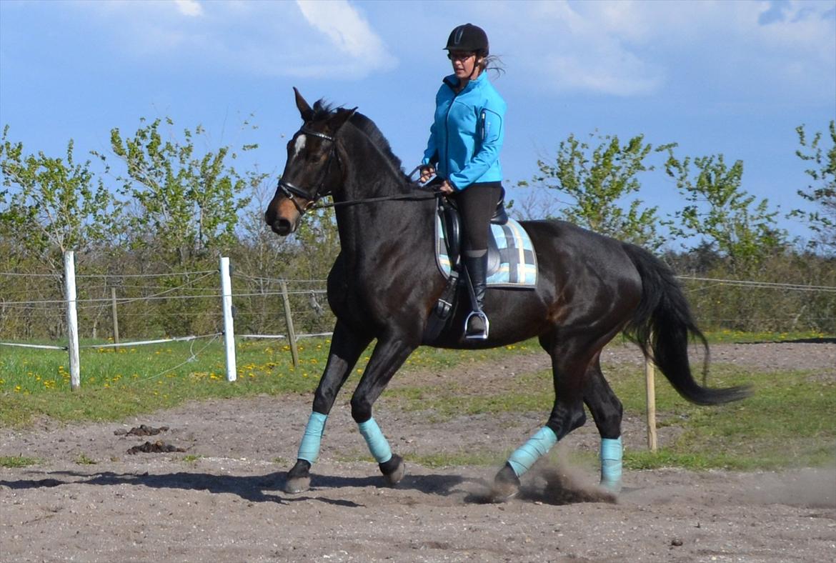 Anden særlig race Chiffon la bevuee billede 10