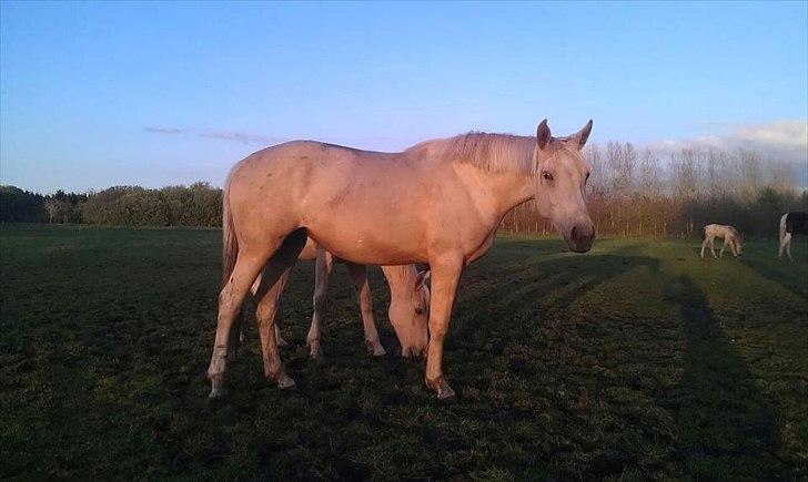 Palomino Klitgaards Yellow Stone - 2 år  billede 4