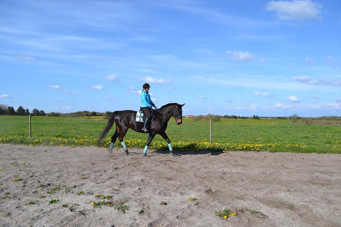 Anden særlig race Chiffon la bevuee billede 12