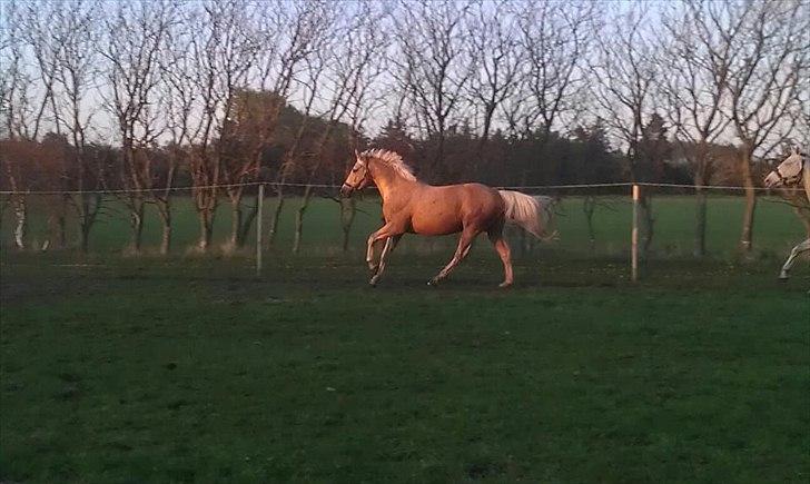 Palomino Kærgaardens Ripasso - 4 år billede 6