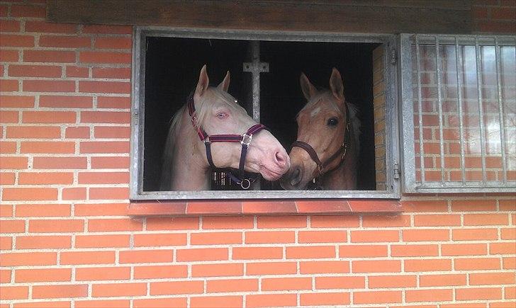 Palomino Kærgaardens Ripasso - Hingstedag 2012 billede 9