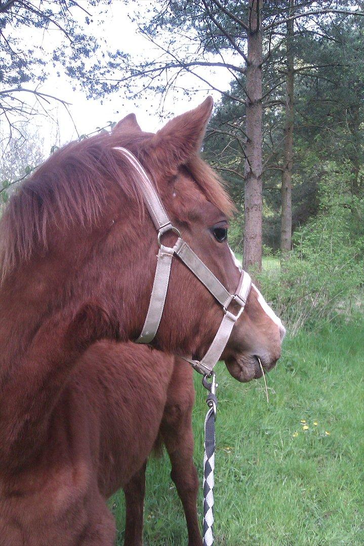 Dansk Varmblod Søgaards Miss Wonder - tur med følle i nye omgivelser den 7 maj 2012 billede 10