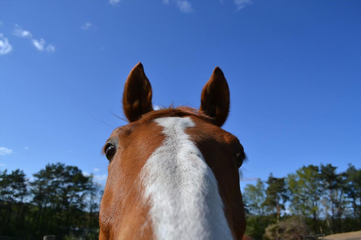 Dansk Varmblod Amber First billede 17