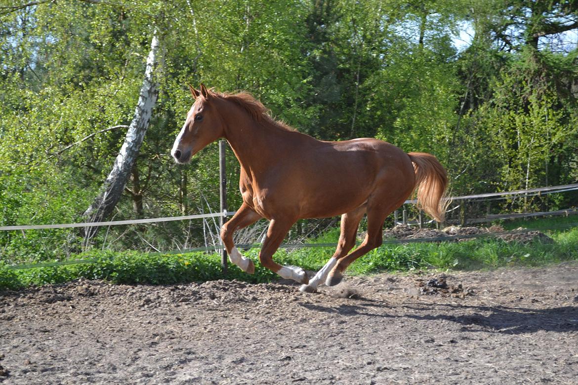 Dansk Varmblod Amber First billede 18