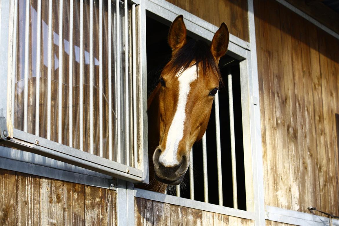 Dansk Varmblod Mulan *Lille Pigen* billede 23