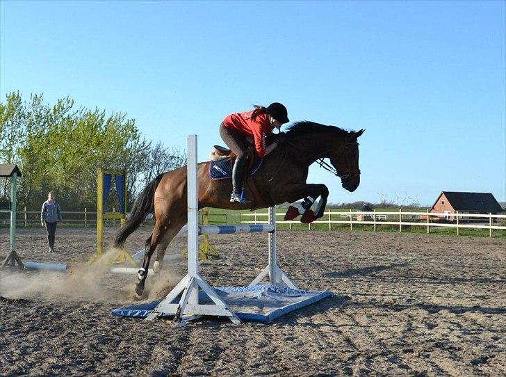 Dansk Varmblod FACIUS - *Første udendørs springtræning 2012! *Fotograf: Louises far :) billede 12